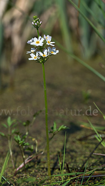 Wasserfeder (Hottonia palustris)