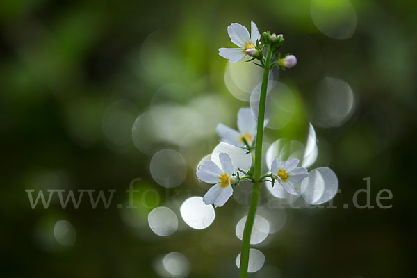 Wasserfeder (Hottonia palustris)