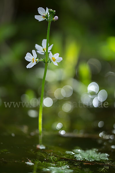 Wasserfeder (Hottonia palustris)