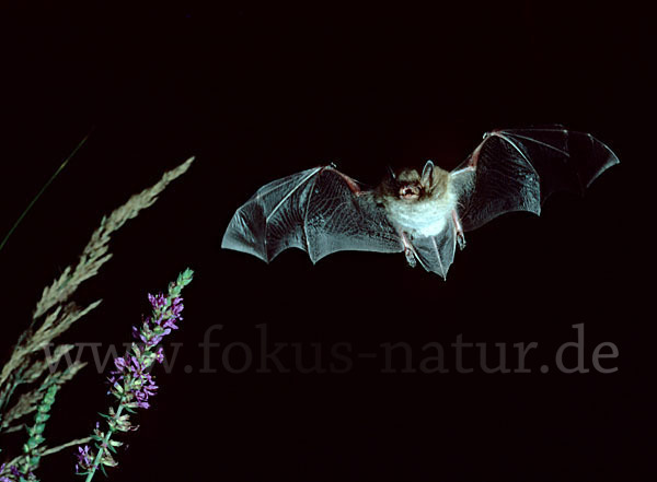 Wasserfledermaus (Myotis daubentoni)