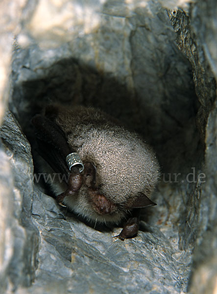 Wasserfledermaus (Myotis daubentoni)