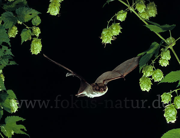 Wasserfledermaus (Myotis daubentoni)