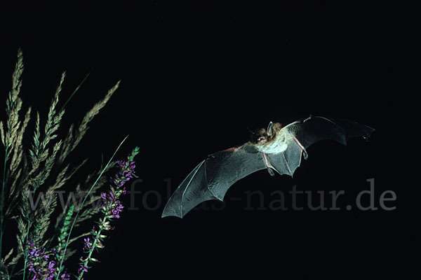 Wasserfledermaus (Myotis daubentoni)