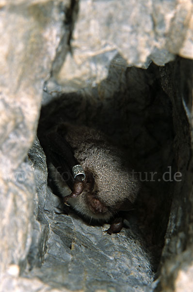 Wasserfledermaus (Myotis daubentoni)