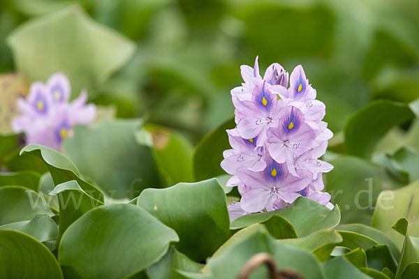 Wasserhyazinthe (Eichhornia spec.)