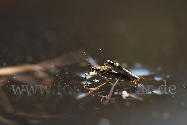 Wasserläufer (Gerris spec.)