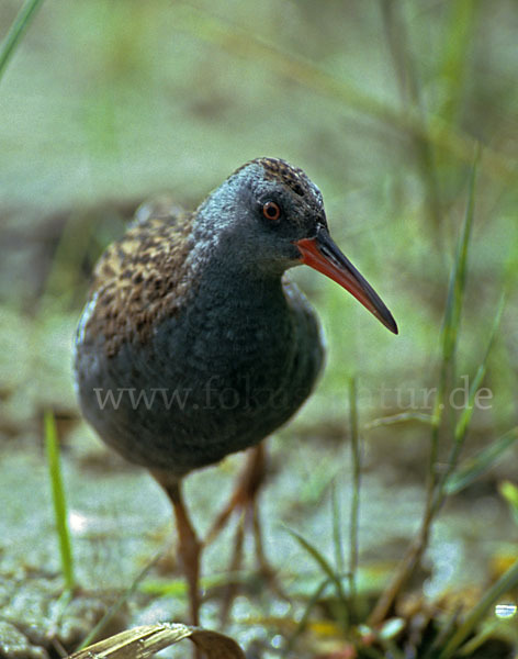 Wasserralle (Rallus aquaticus)