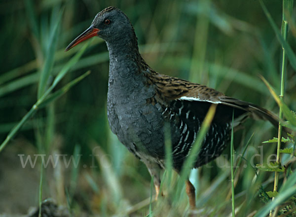 Wasserralle (Rallus aquaticus)