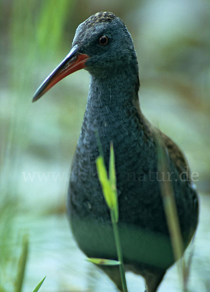 Wasserralle (Rallus aquaticus)