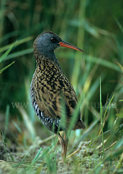 Wasserralle (Rallus aquaticus)