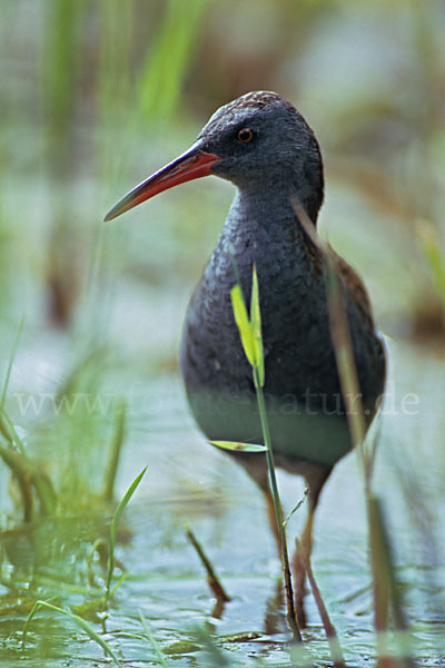 Wasserralle (Rallus aquaticus)