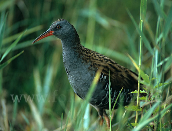 Wasserralle (Rallus aquaticus)