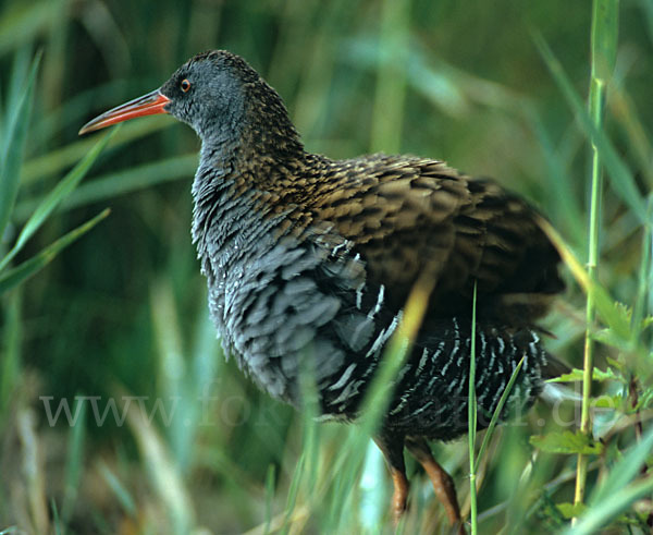 Wasserralle (Rallus aquaticus)