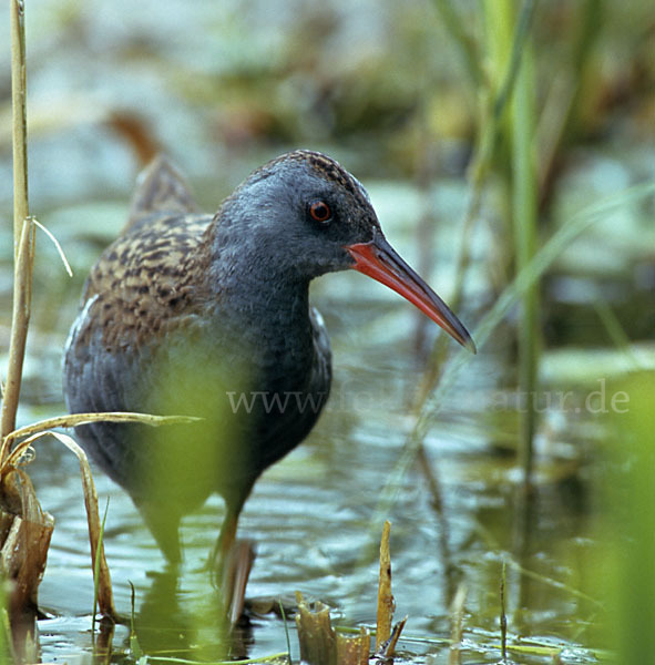 Wasserralle (Rallus aquaticus)