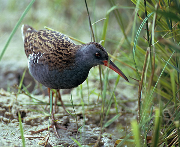 Wasserralle (Rallus aquaticus)