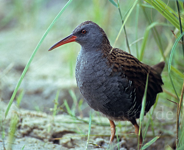 Wasserralle (Rallus aquaticus)