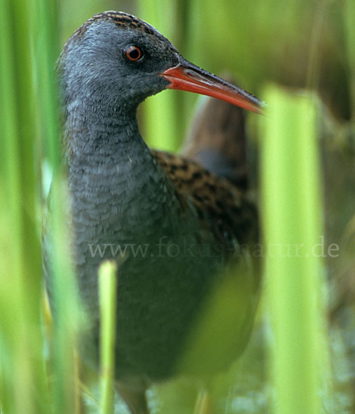 Wasserralle (Rallus aquaticus)