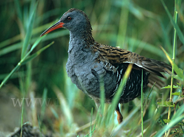 Wasserralle (Rallus aquaticus)