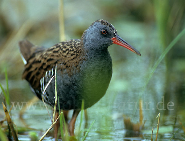 Wasserralle (Rallus aquaticus)