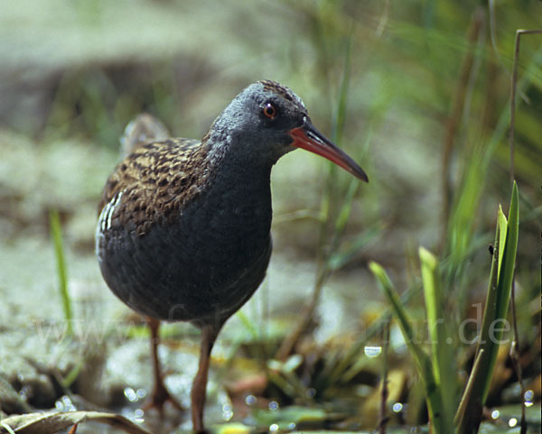 Wasserralle (Rallus aquaticus)