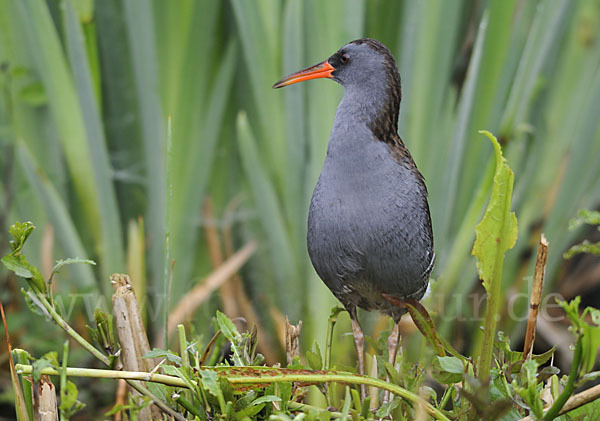 Wasserralle (Rallus aquaticus)
