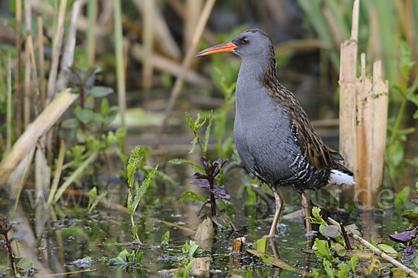 Wasserralle (Rallus aquaticus)