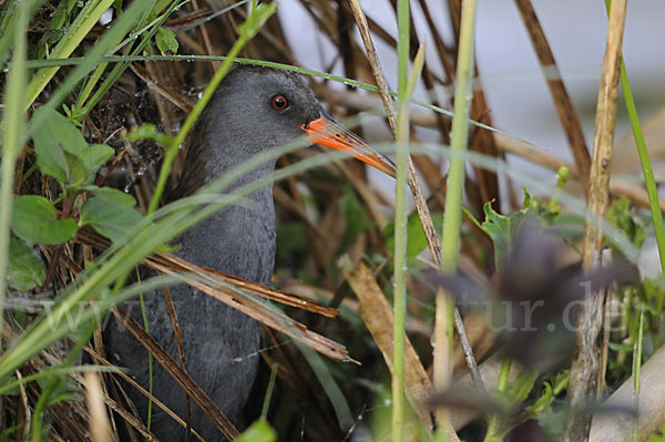 Wasserralle (Rallus aquaticus)