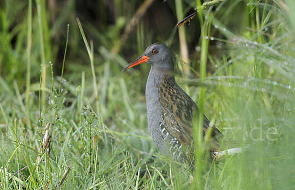 Wasserralle (Rallus aquaticus)