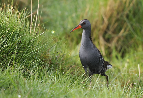 Wasserralle (Rallus aquaticus)