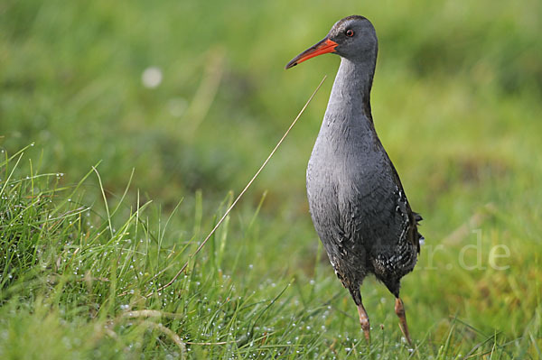 Wasserralle (Rallus aquaticus)