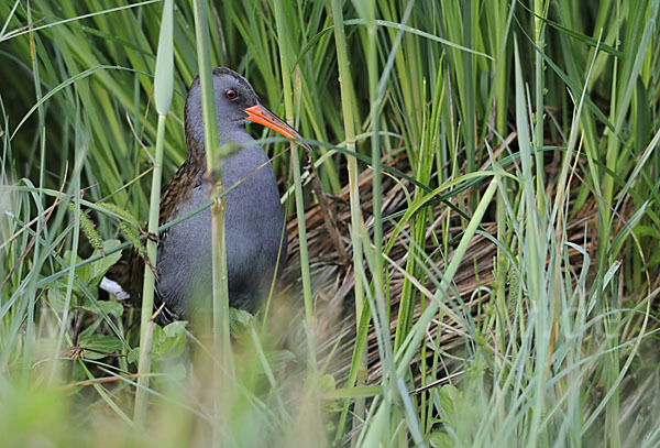 Wasserralle (Rallus aquaticus)