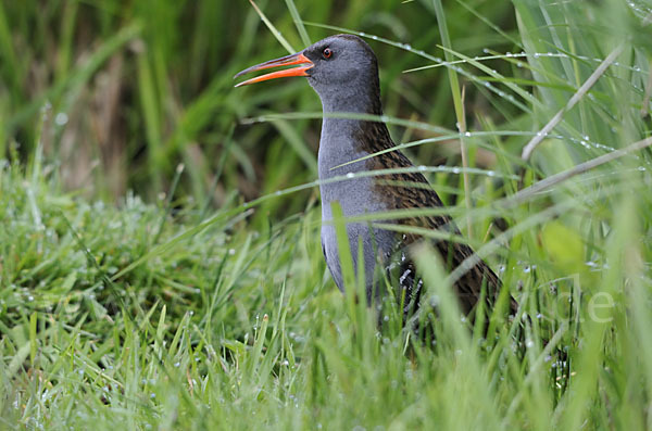 Wasserralle (Rallus aquaticus)