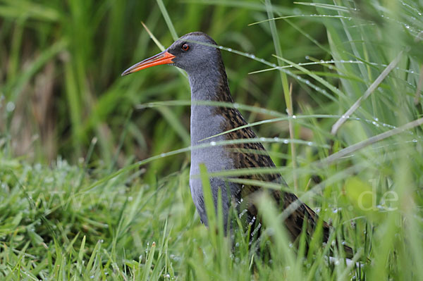 Wasserralle (Rallus aquaticus)