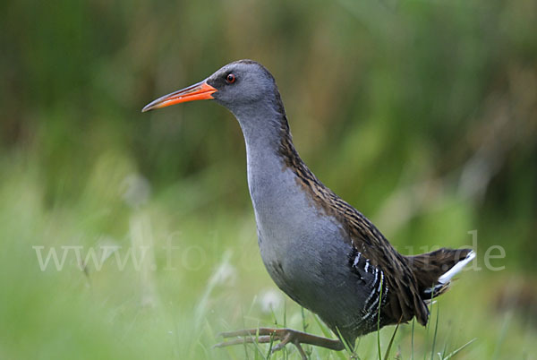 Wasserralle (Rallus aquaticus)