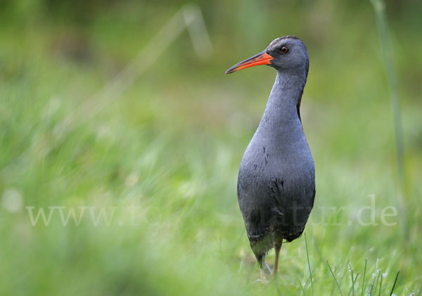 Wasserralle (Rallus aquaticus)