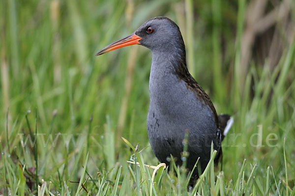 Wasserralle (Rallus aquaticus)