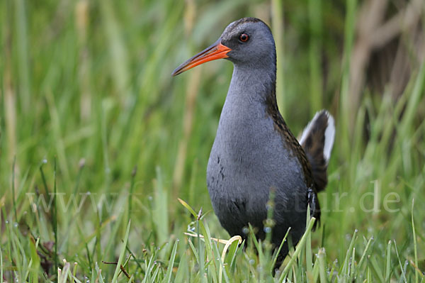 Wasserralle (Rallus aquaticus)