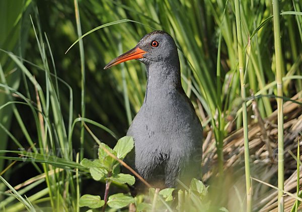 Wasserralle (Rallus aquaticus)