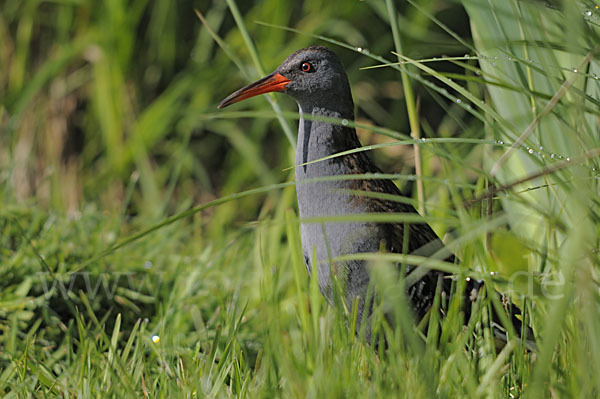 Wasserralle (Rallus aquaticus)