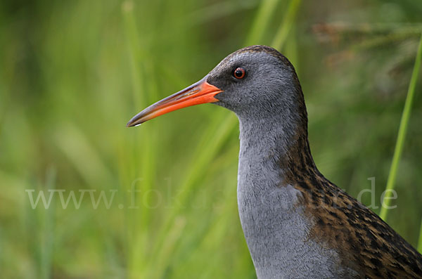 Wasserralle (Rallus aquaticus)