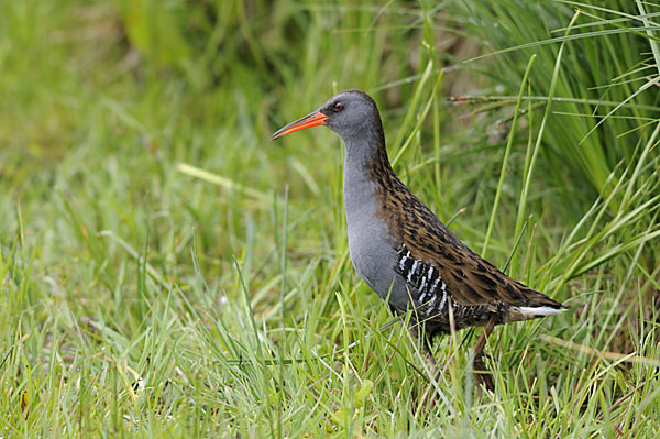 Wasserralle (Rallus aquaticus)