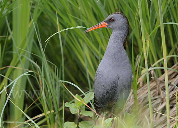 Wasserralle (Rallus aquaticus)