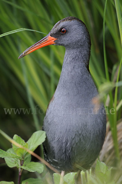 Wasserralle (Rallus aquaticus)