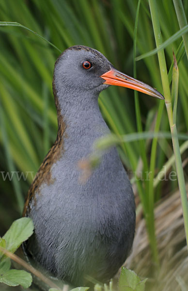 Wasserralle (Rallus aquaticus)