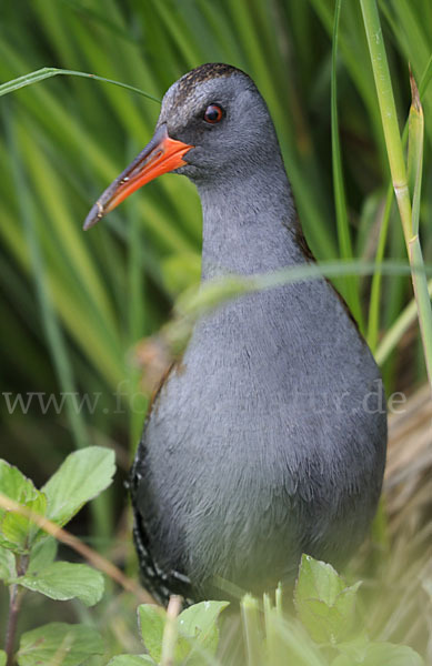 Wasserralle (Rallus aquaticus)