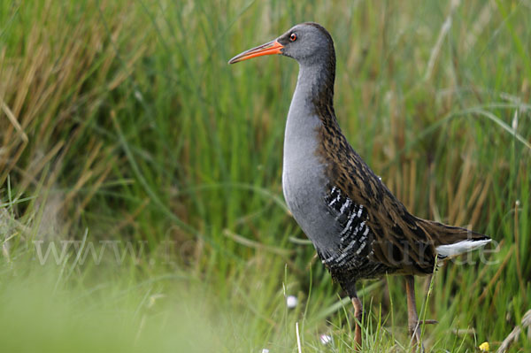 Wasserralle (Rallus aquaticus)