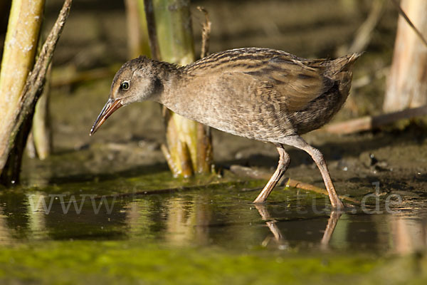 Wasserralle (Rallus aquaticus)