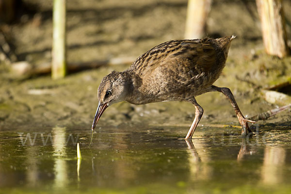 Wasserralle (Rallus aquaticus)