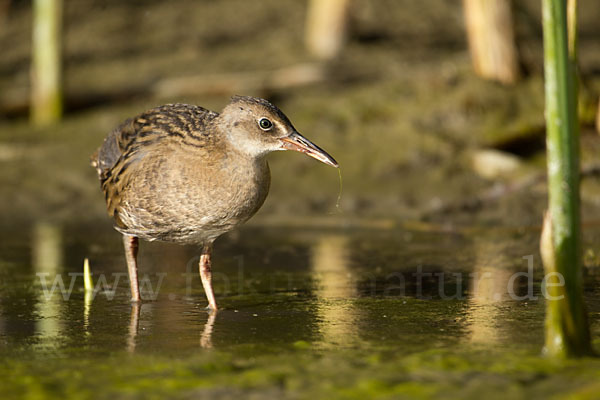 Wasserralle (Rallus aquaticus)