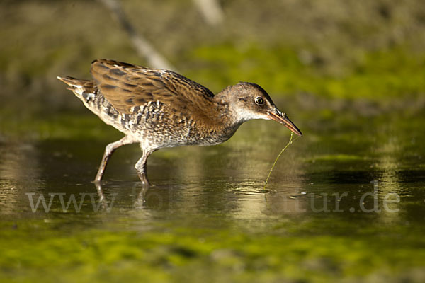 Wasserralle (Rallus aquaticus)